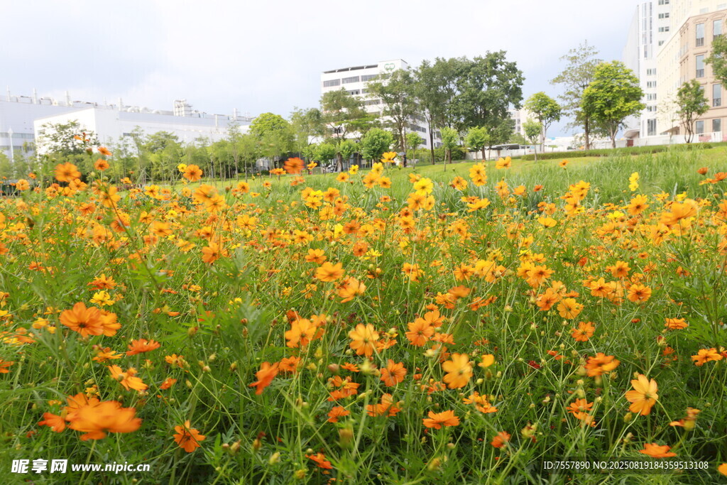 小花2