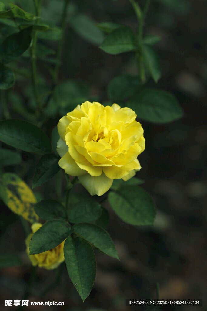 玫瑰花 