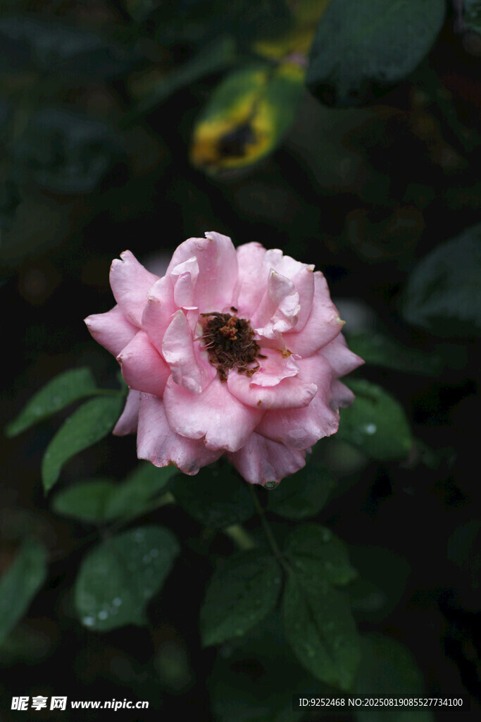 粉色月季花