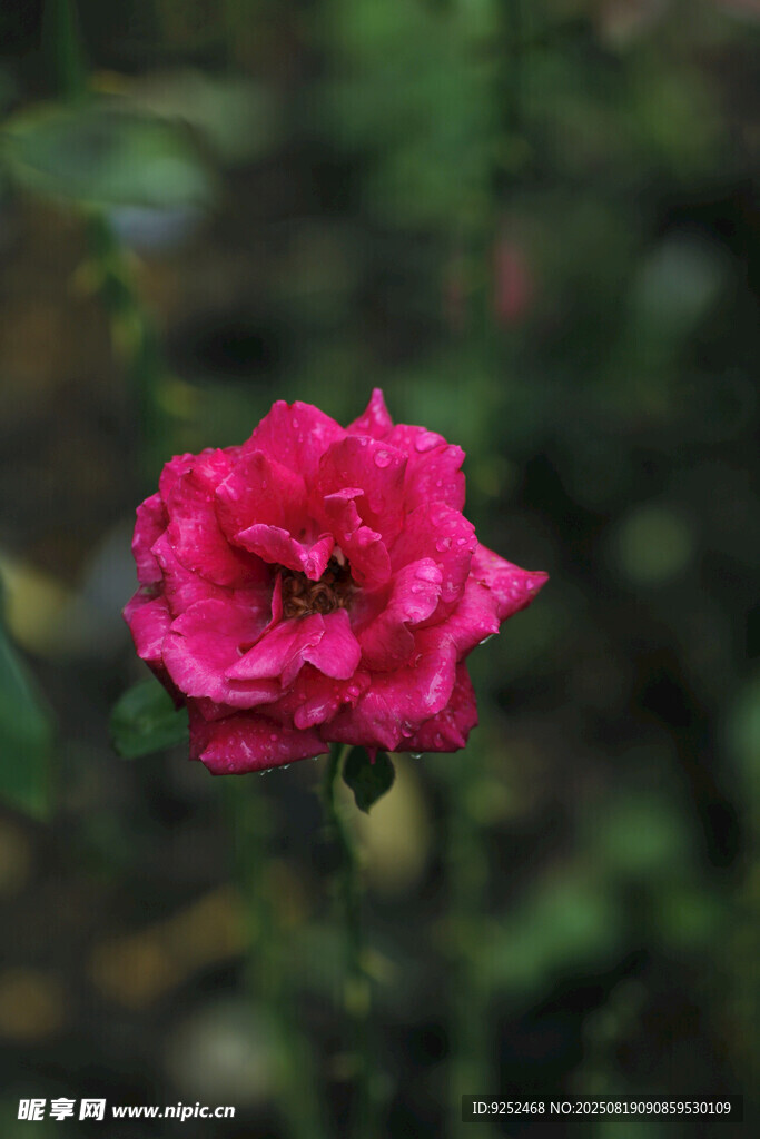  玫紅色玫瑰