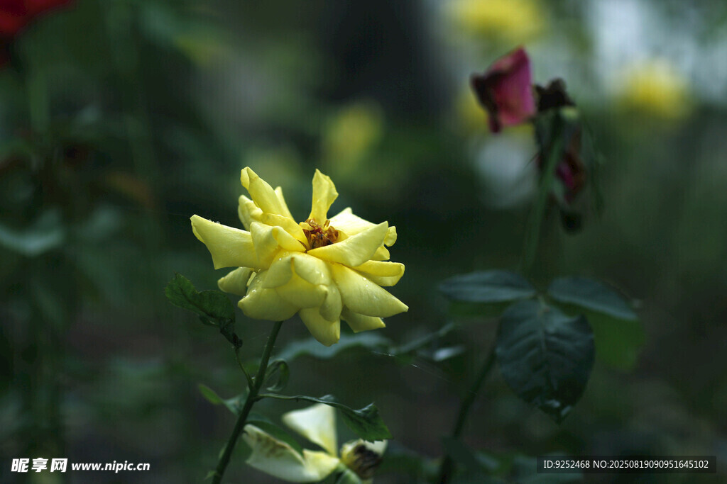 黃色 月季花