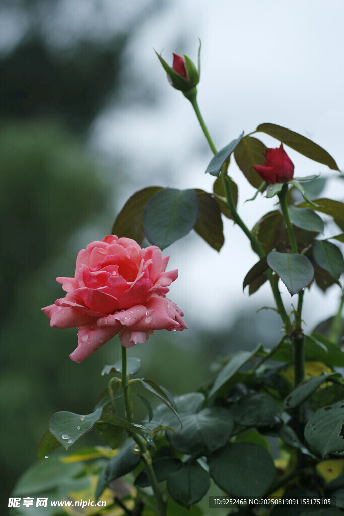 粉紅色月季花