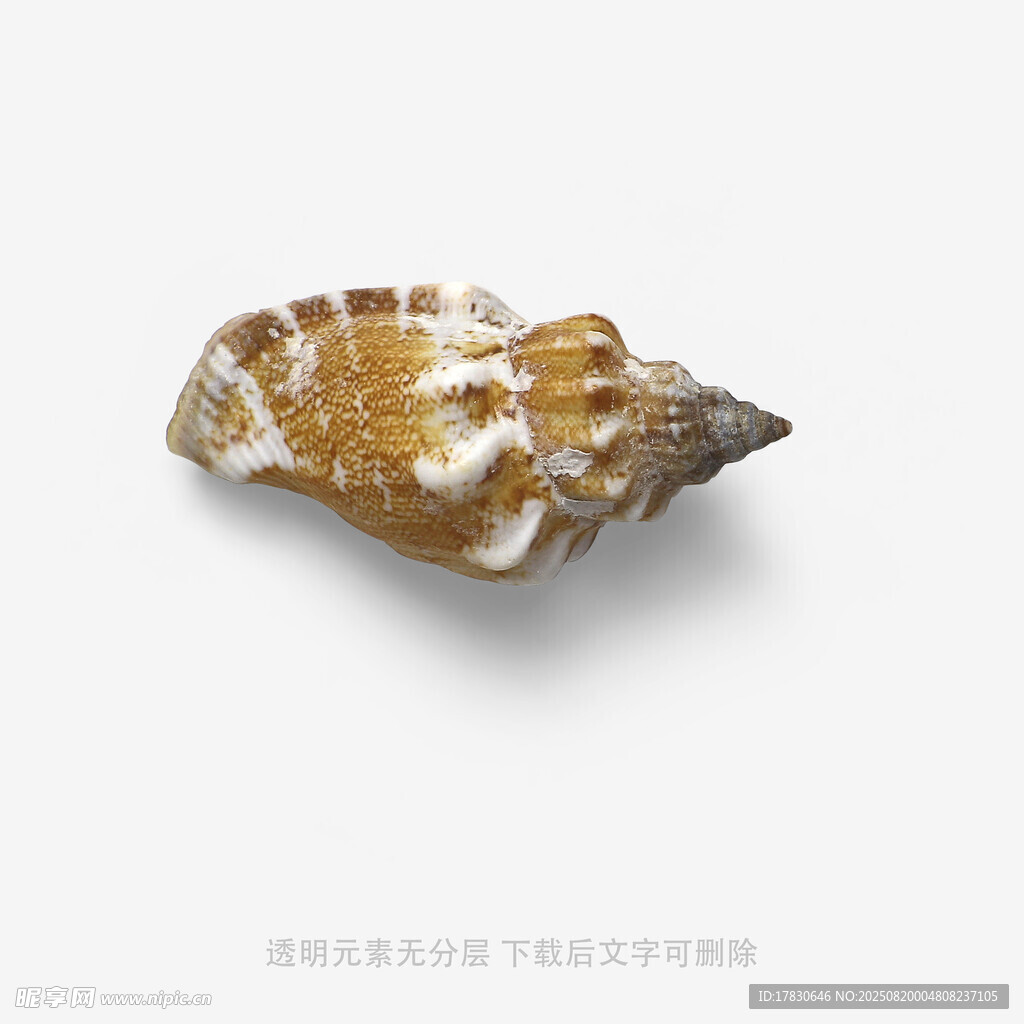 獨(dú)特花紋海螺貝殼特寫