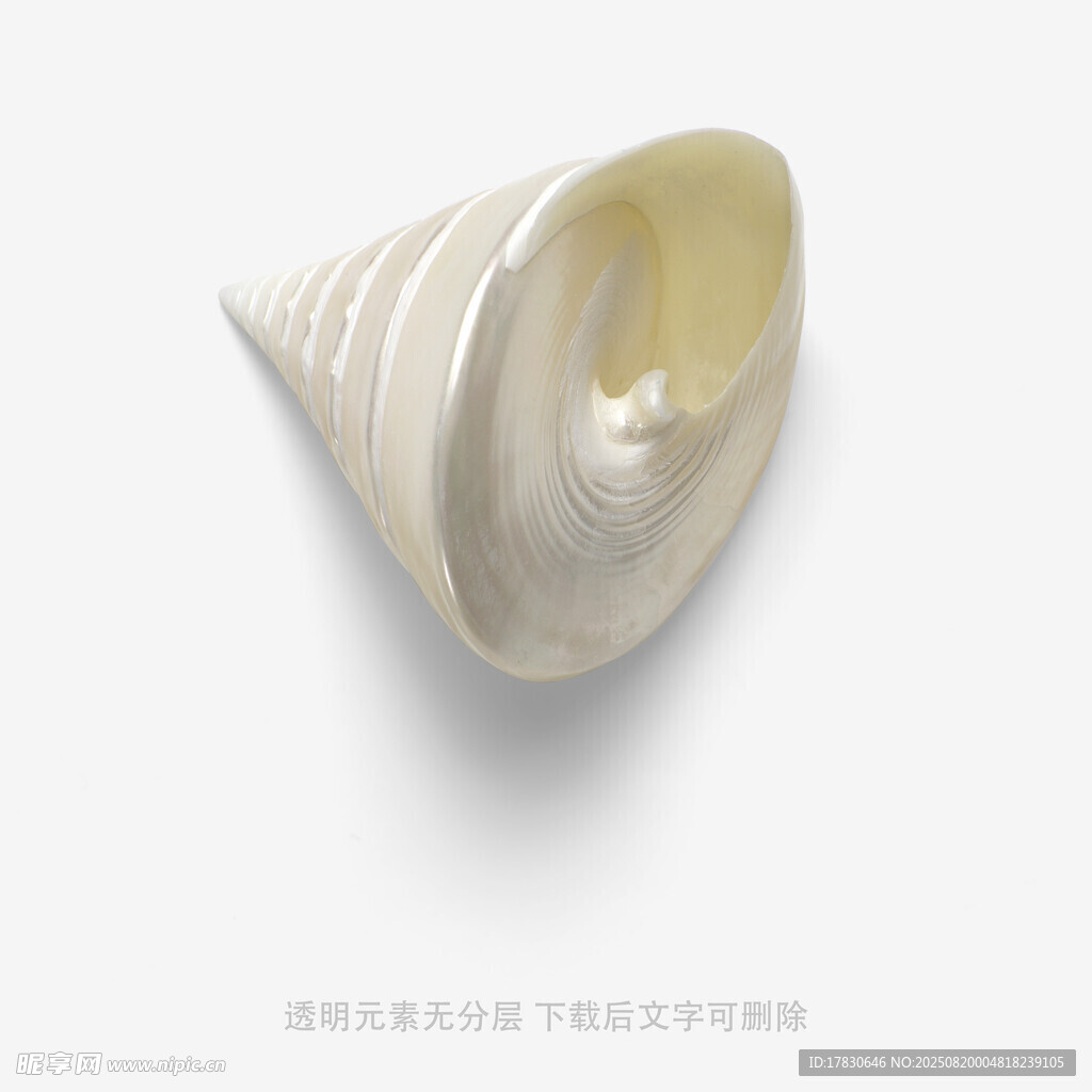 白色錐形海螺特寫(xiě)