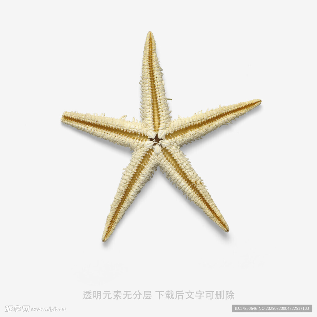 金色海星飾品特寫