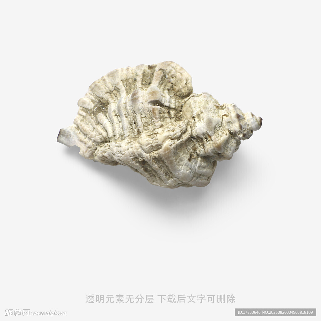 獨(dú)特紋理的精美海螺