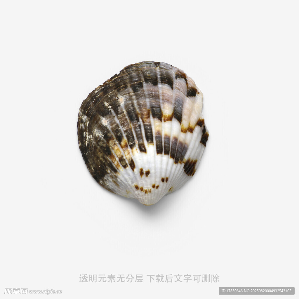 精美花紋貝殼特寫