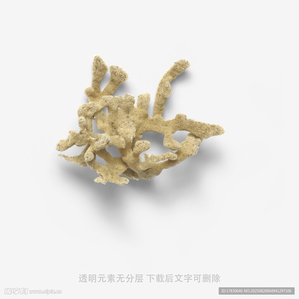 獨特造型的天然珊瑚標(biāo)本