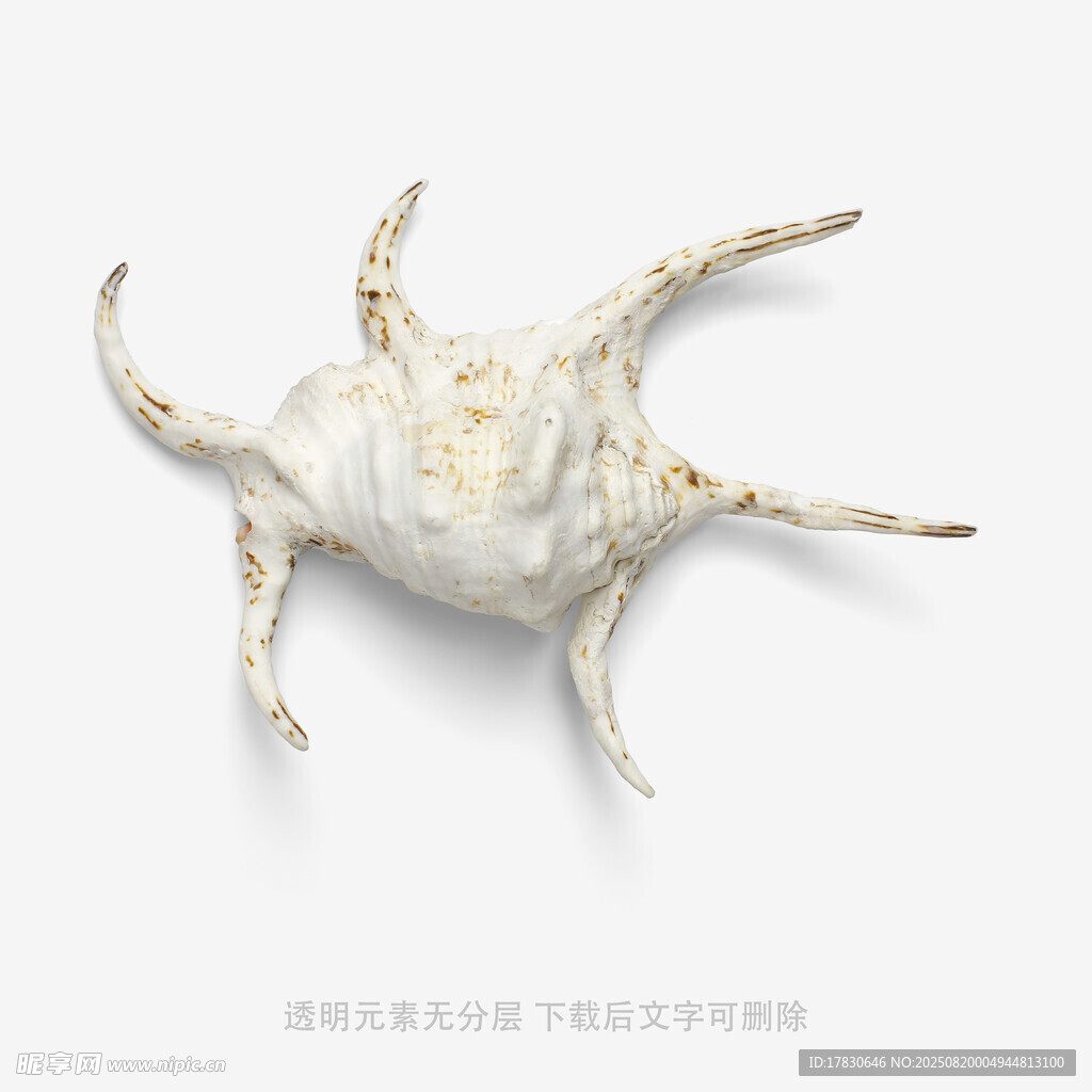 奇特造型的白色海洋生物