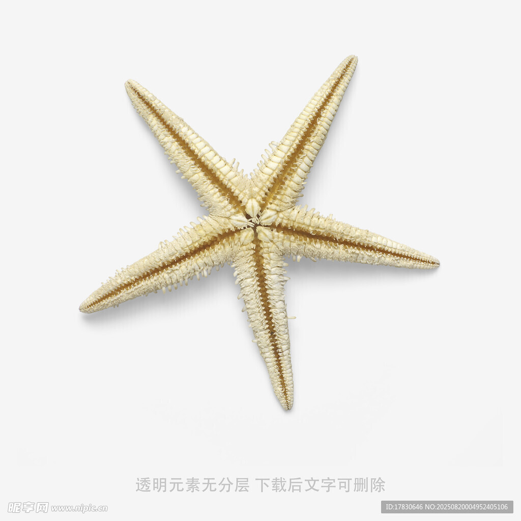 金色海星飾品