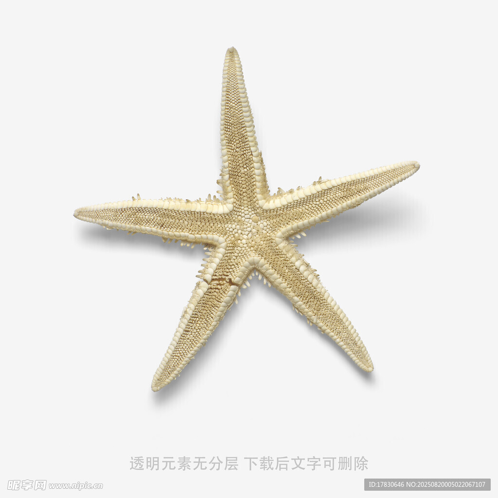 金色海星飾品