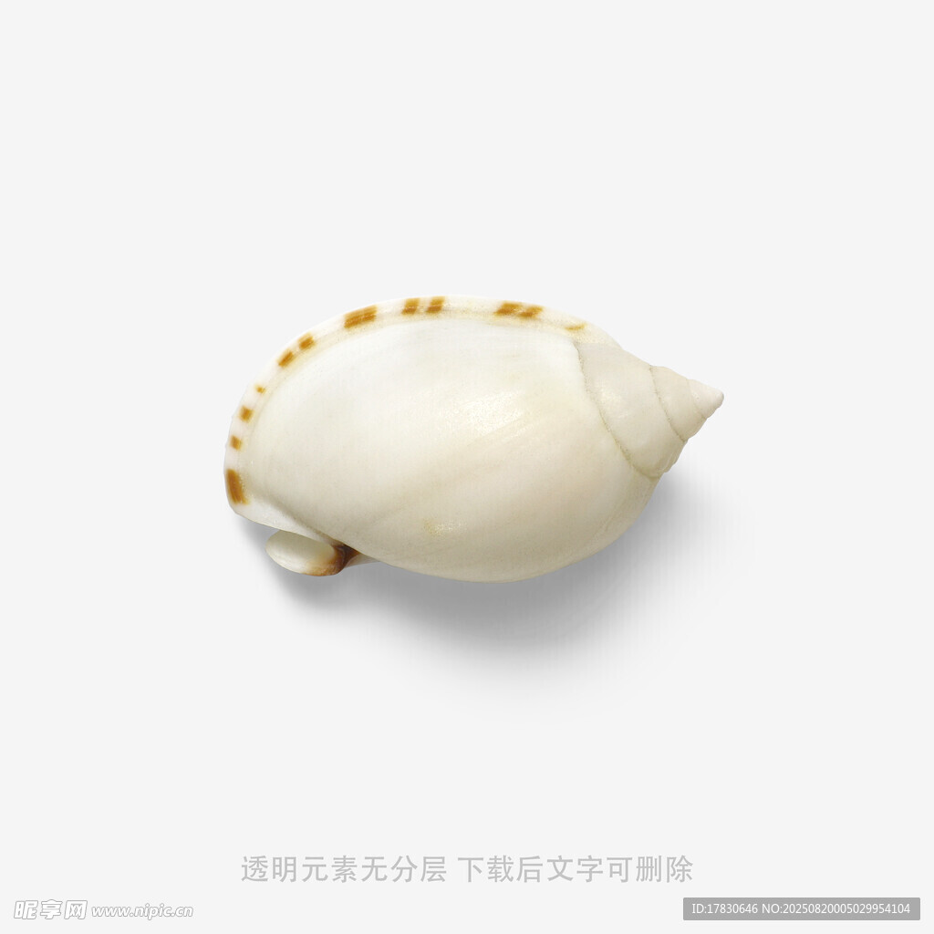 白色貝殼特寫