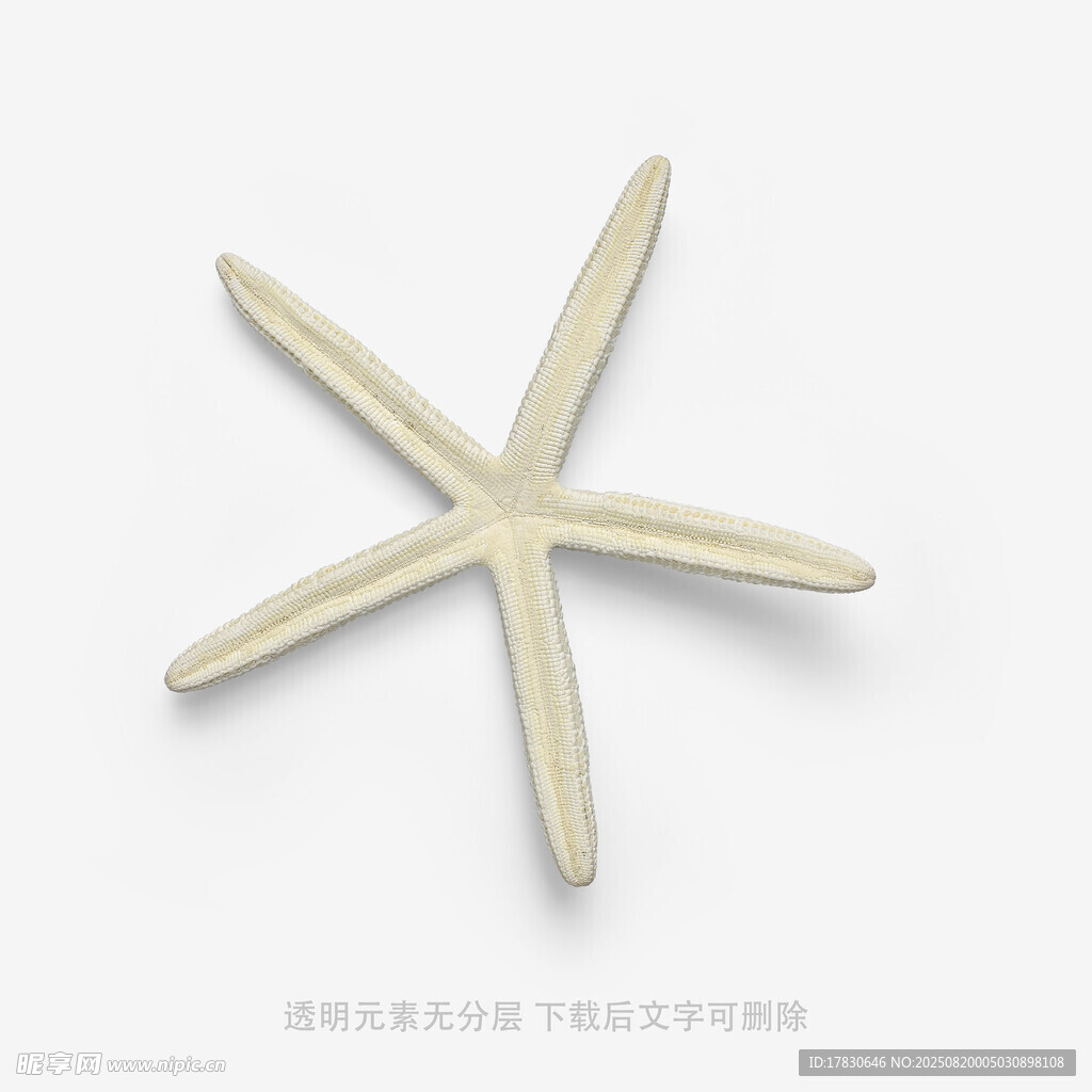 淺色海星擺件