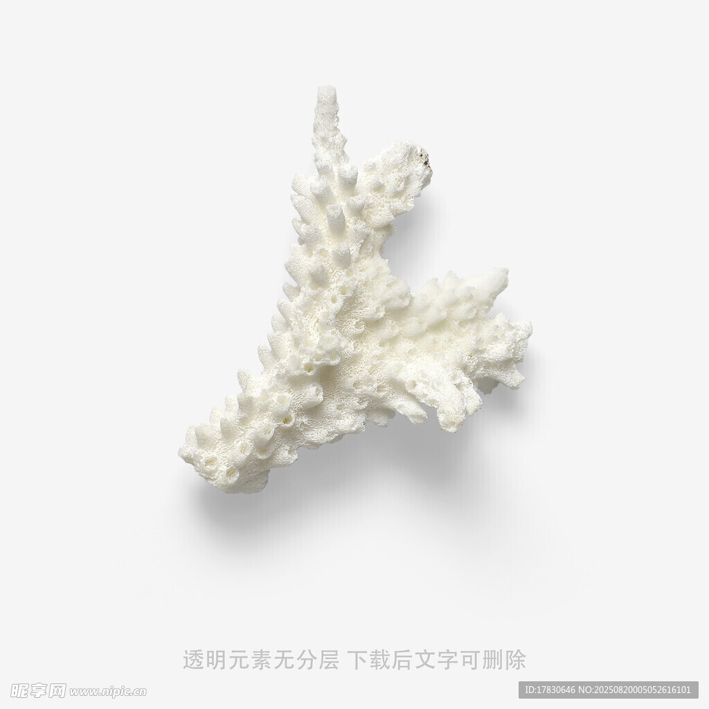 白色珊瑚標(biāo)本特寫