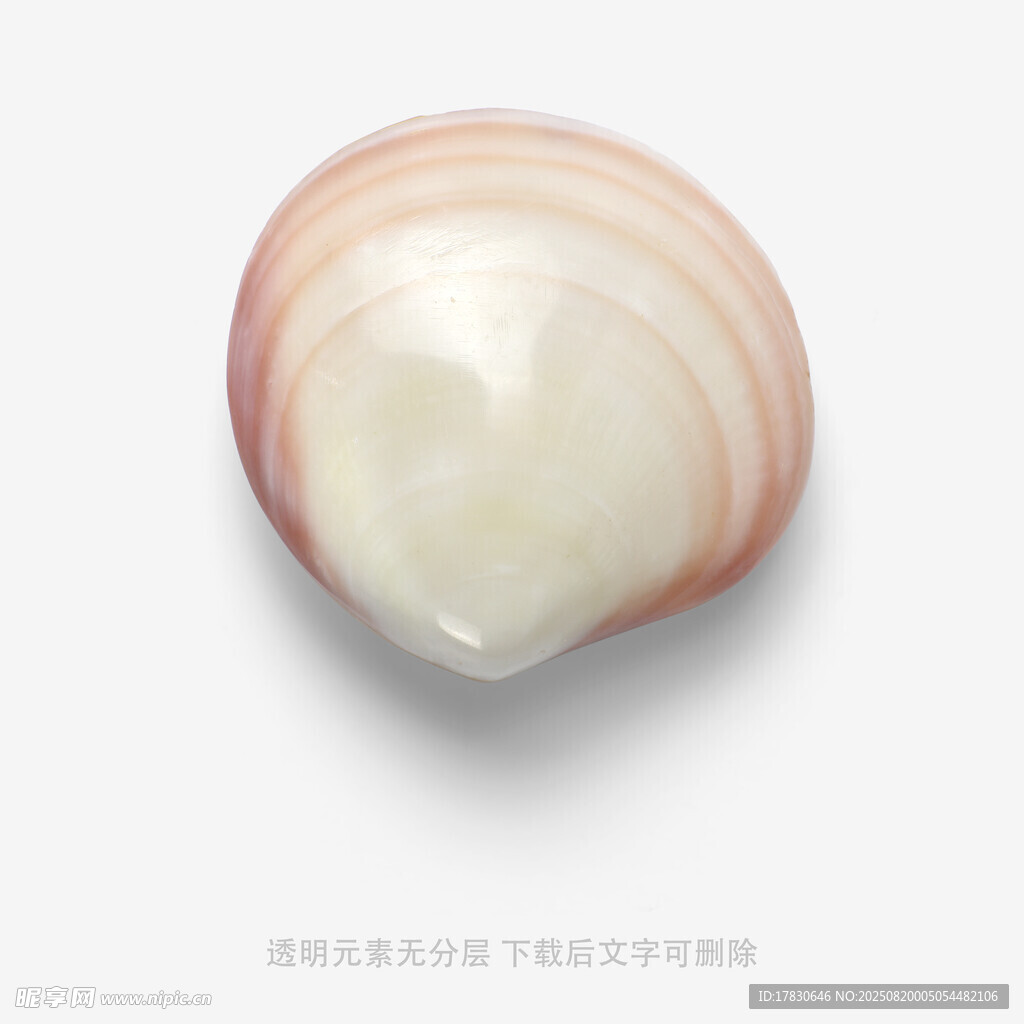 粉色貝殼特寫