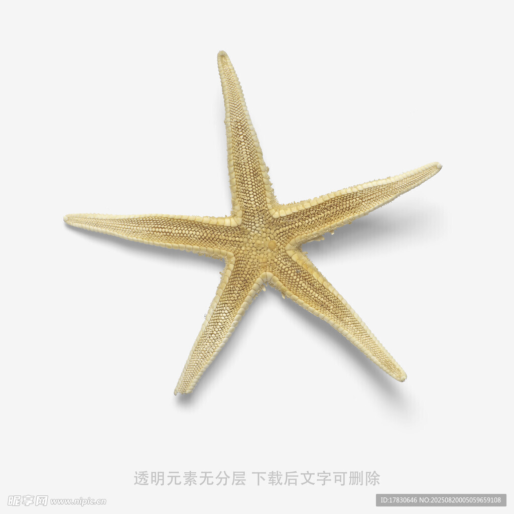 金色海星擺件