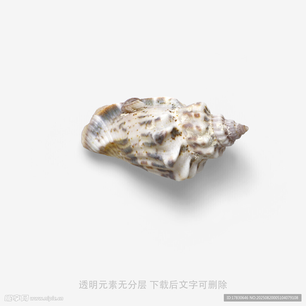 獨特花紋海螺標本