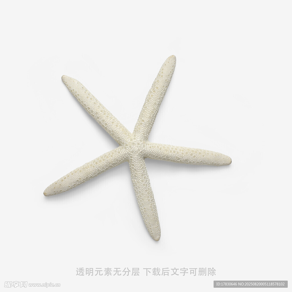 白色海星特寫