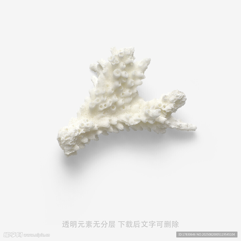 白色珊瑚擺件