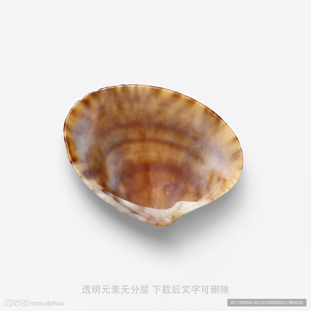 精美貝殼特寫