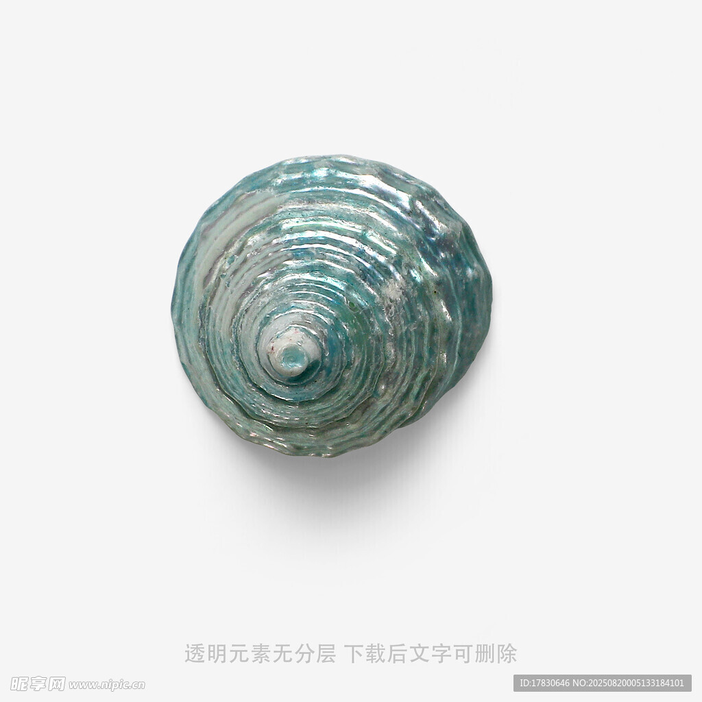 藍(lán)綠色螺旋紋理貝殼