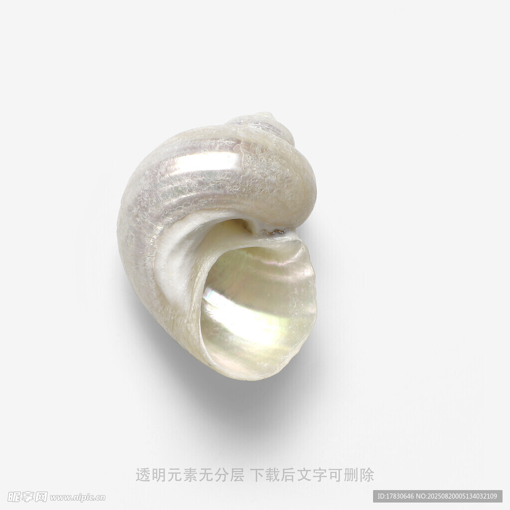 精致白色海螺特寫