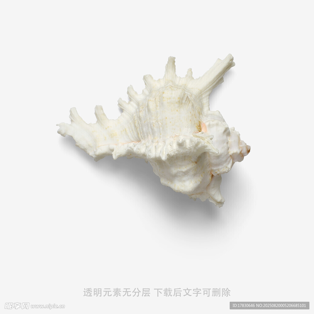 白色海螺特寫