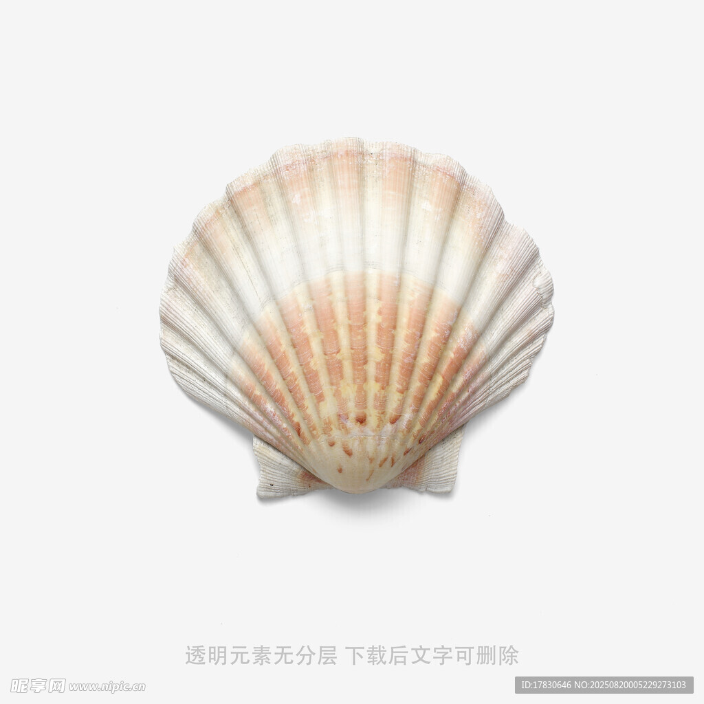 精美扇貝貝殼特寫