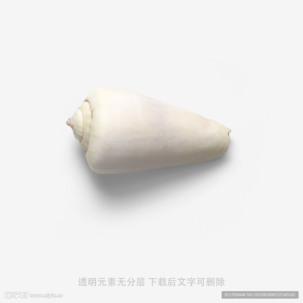白色錐形海螺特寫