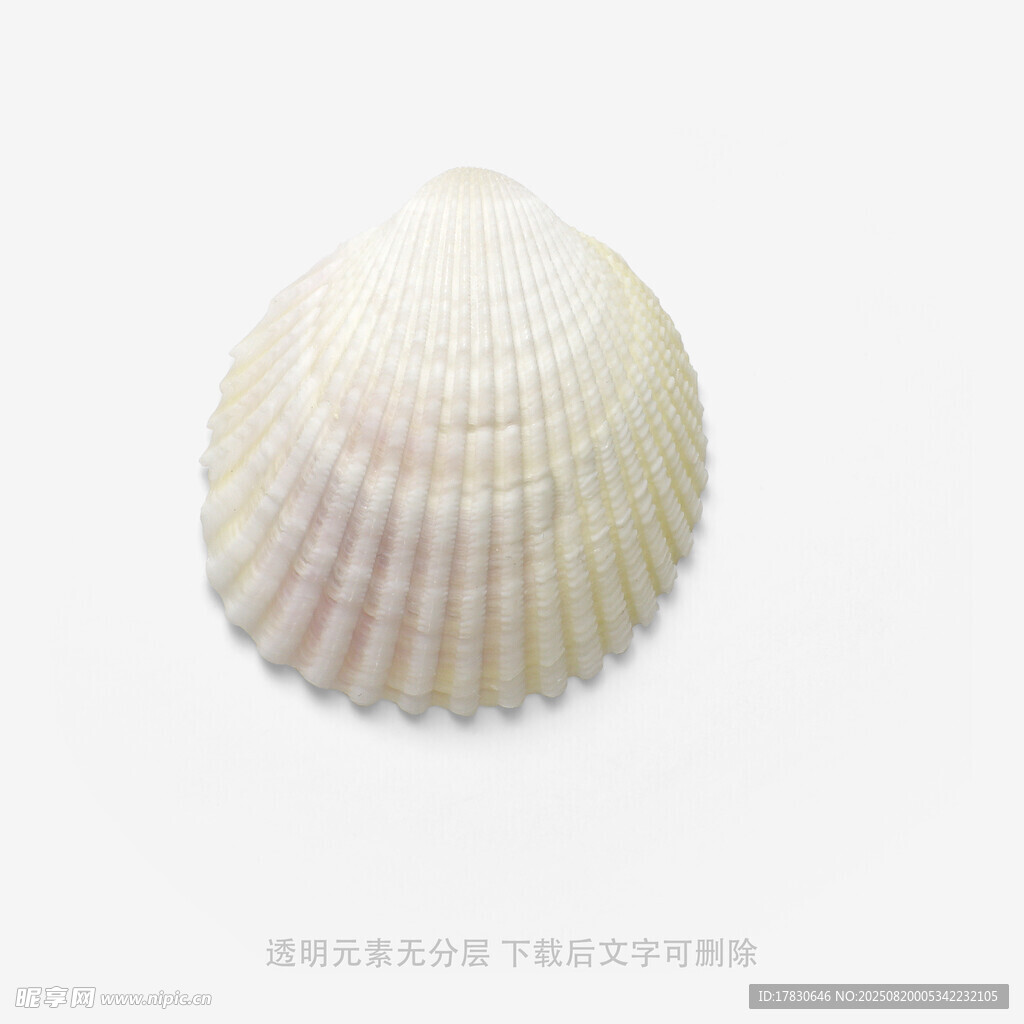 白色扇貝貝殼特寫(xiě)