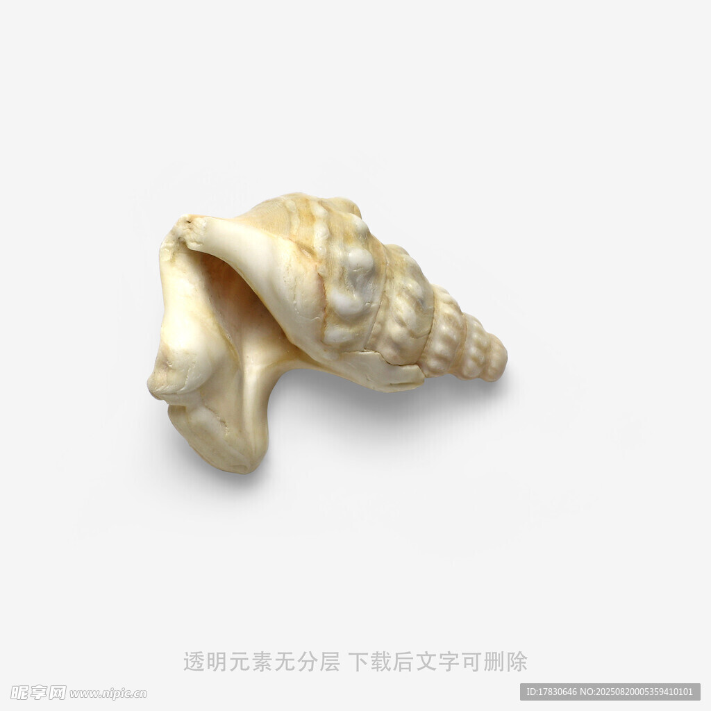 精致海螺擺件