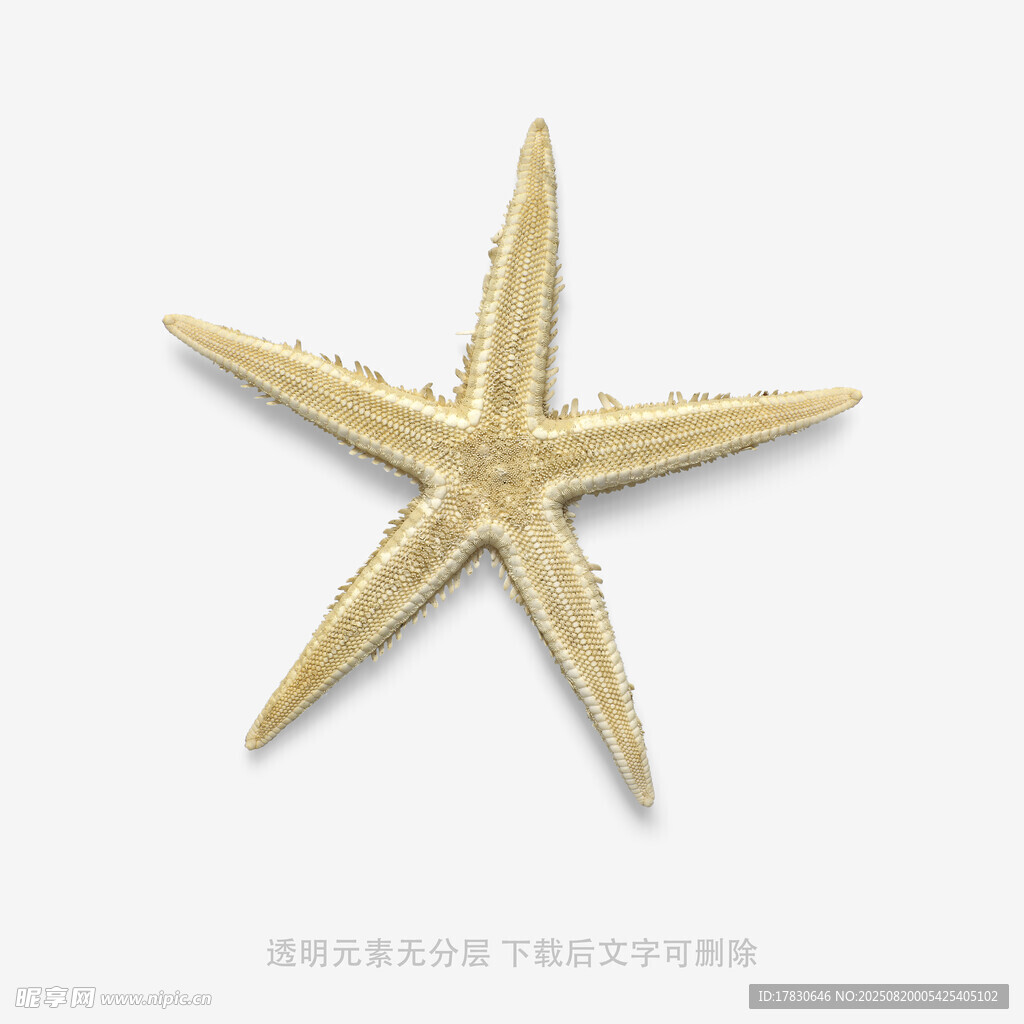 金色海星特寫(xiě)