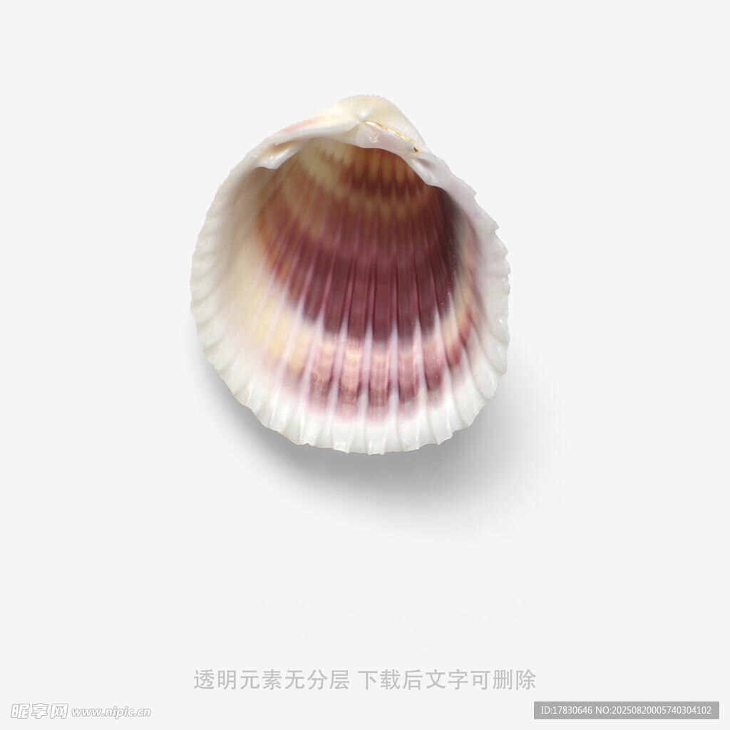彩色貝類貝殼特寫