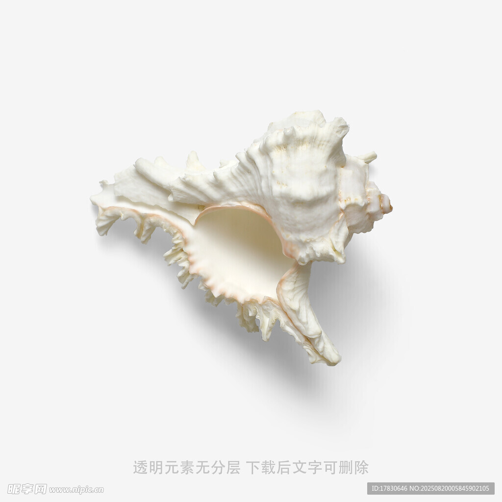 精致白色海螺特寫(xiě)