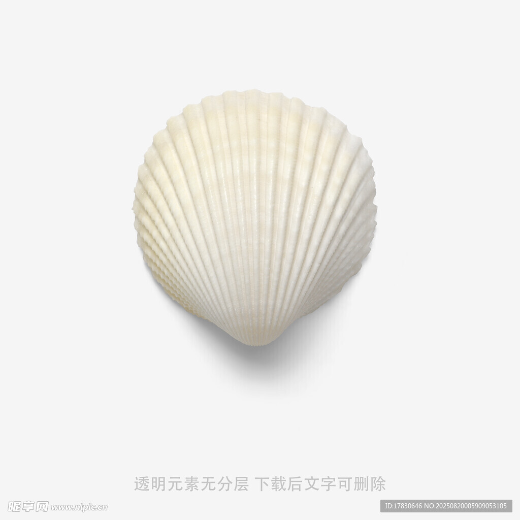 白色扇貝貝殼特寫