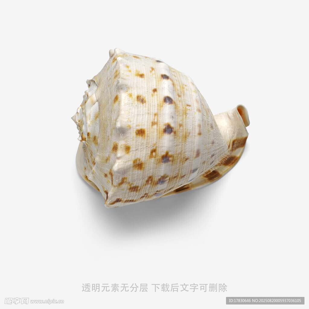 精致海星點(diǎn)綴的海螺標(biāo)本