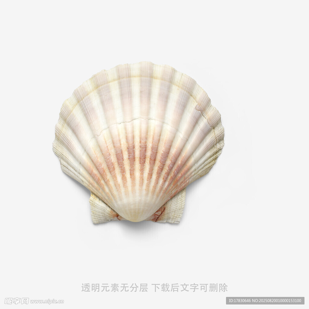 精美扇貝貝殼特寫