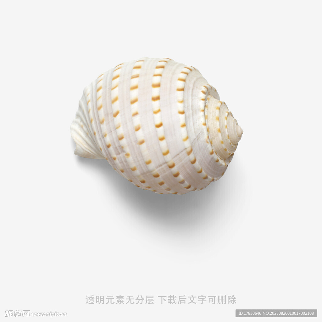 精致白色帶點(diǎn)紋海螺