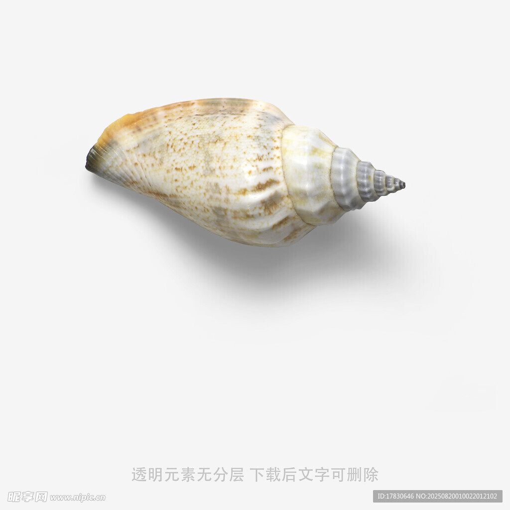 單個海螺特寫
