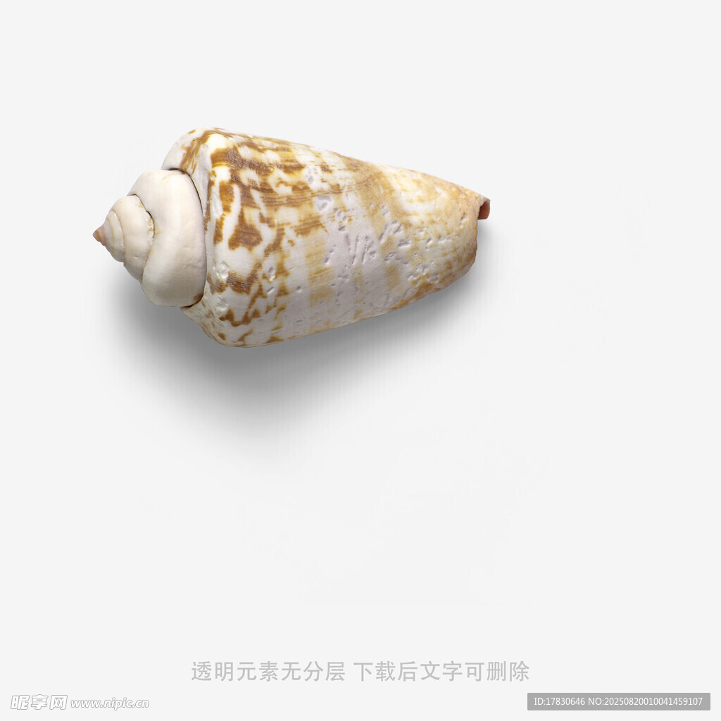 精美海螺特寫