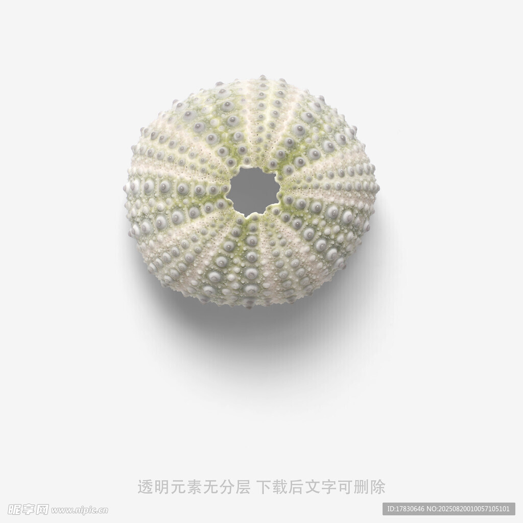 白色海膽標本特寫
