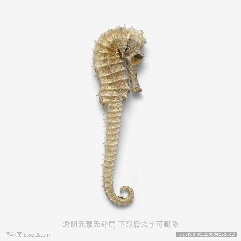 金色海馬擺件