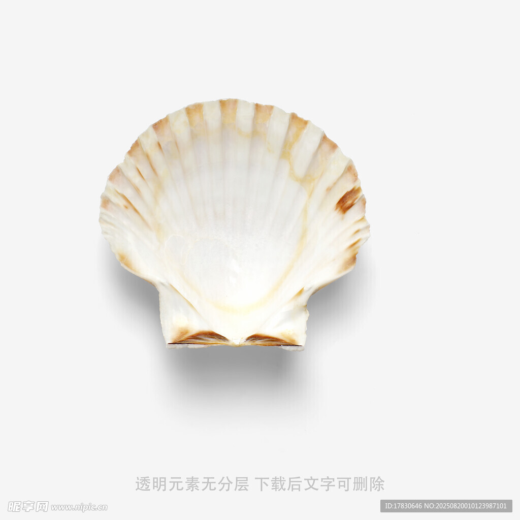 精美貝殼造型陶瓷餐具