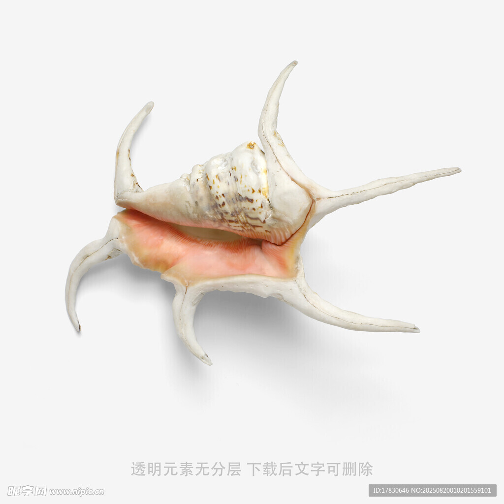 獨特造型的海螺特寫