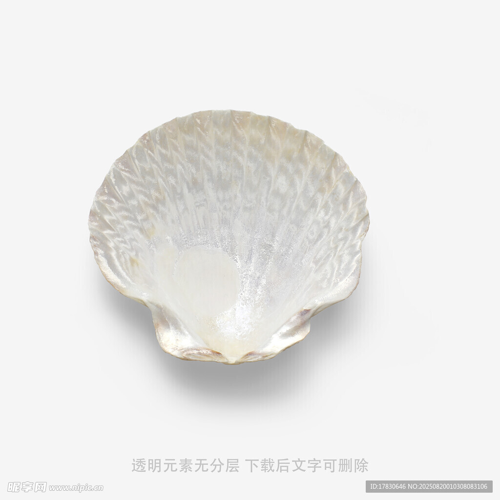 精致貝殼擺件