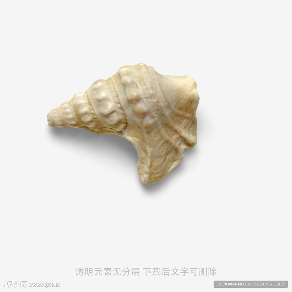 精致海螺標(biāo)本