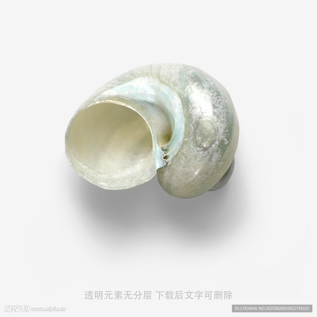 白色海螺特寫