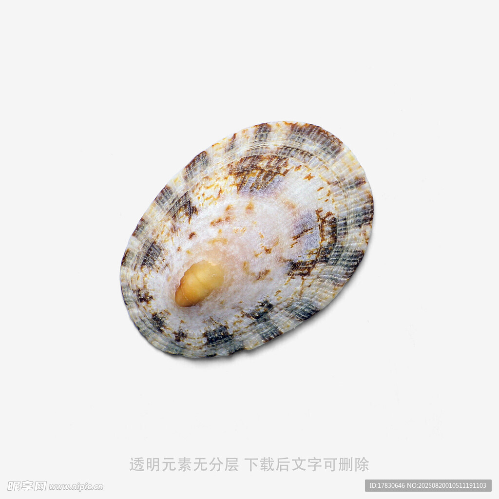 獨(dú)特花紋的精美貝殼