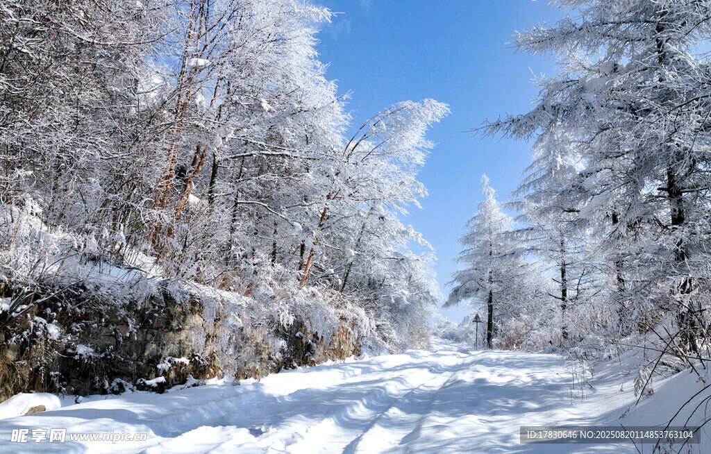 冬日雪林美景
