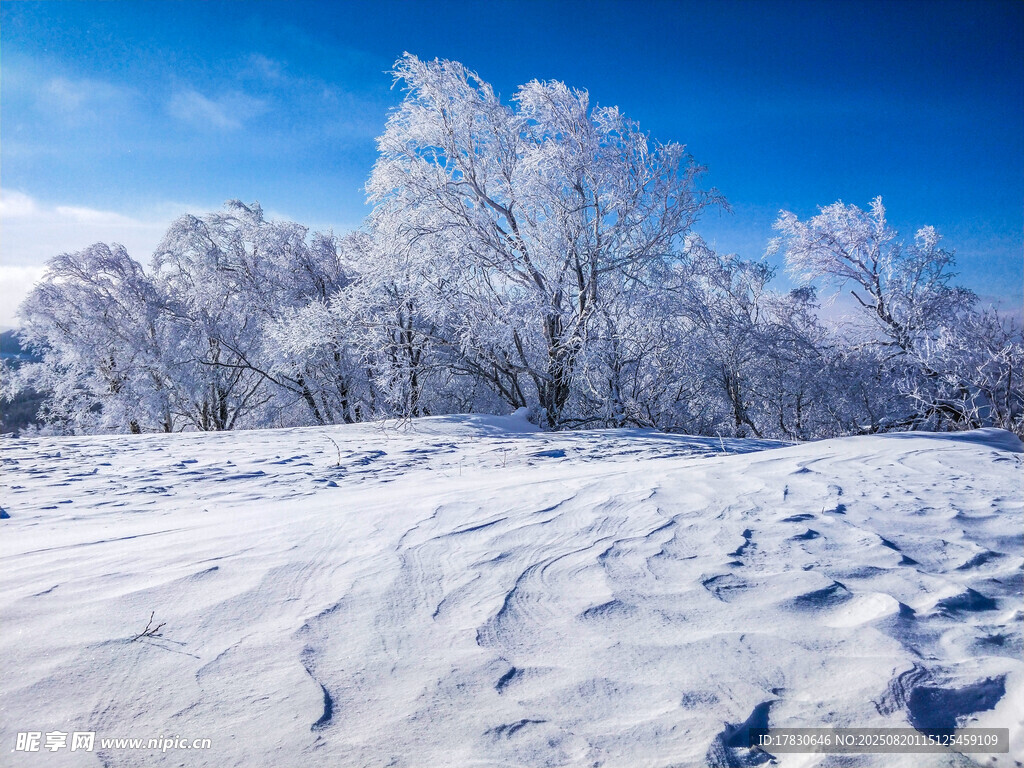 冬日雪野銀樹(shù)美景